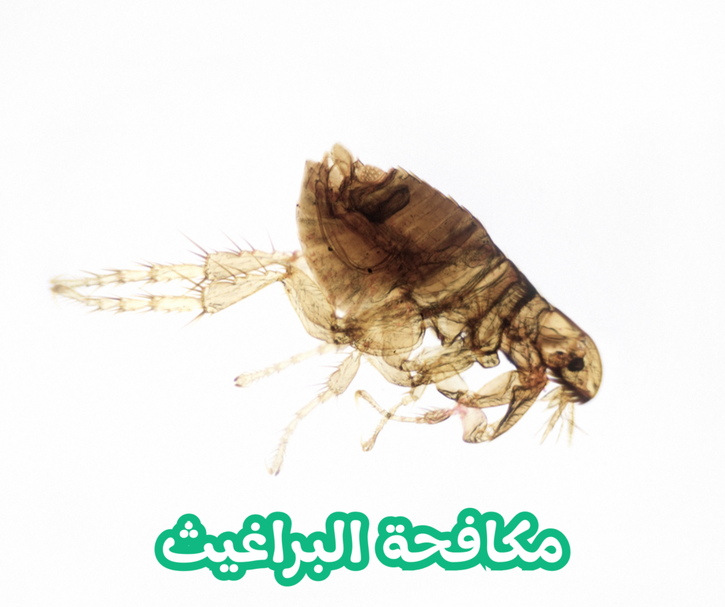 مكافحة البراغيث 01022208668
