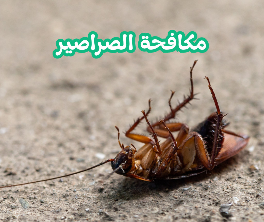 مكافحة الصراصير 01022208668 - الألمانية لمكافحة الحشرات