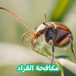 مكافحة القراد مكافحة القراد 01022208668