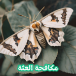 الألمانية لمكافحة الحشرات والقوارض