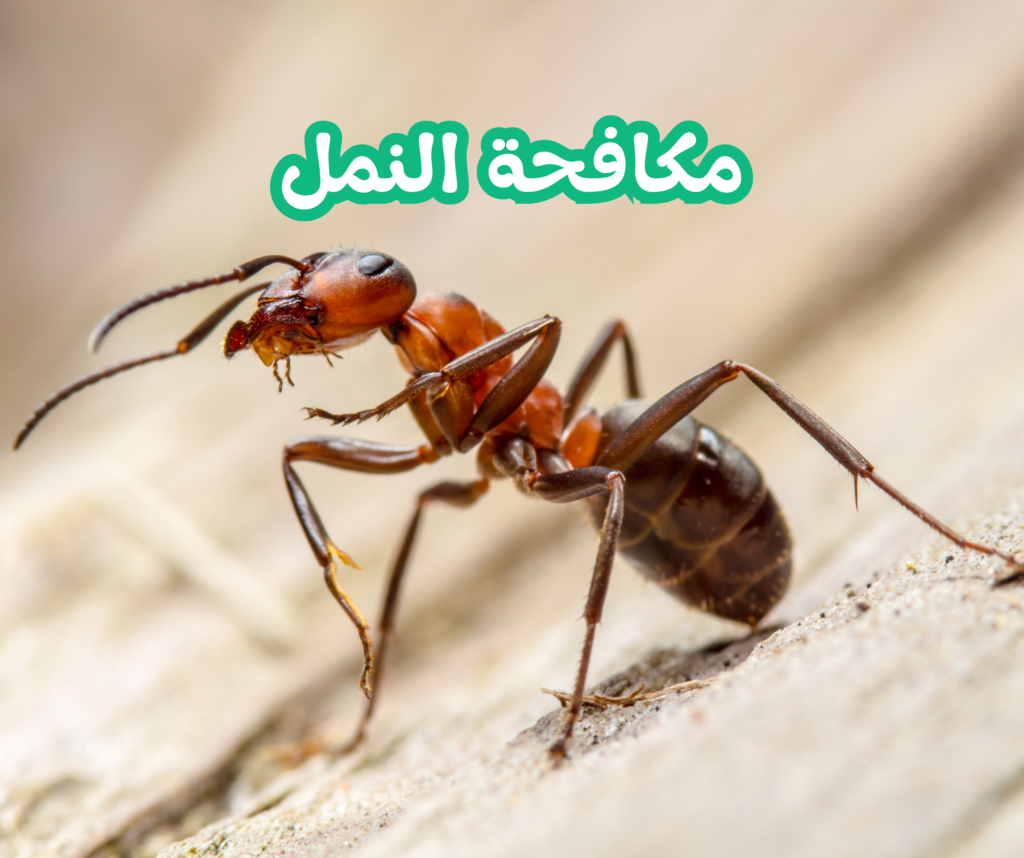 مكافحة النمل 01022208668