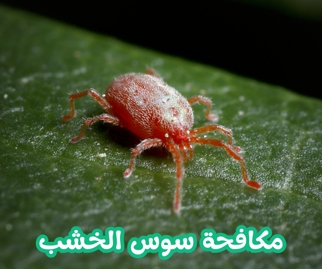 مكافحة سوس الخشب 01022208668