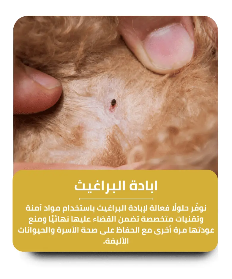 مكافحة البراغيث