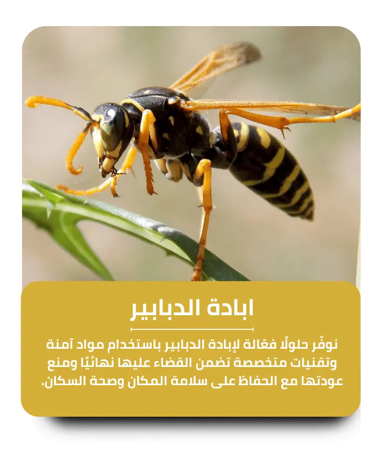 مكافحة الدبابير