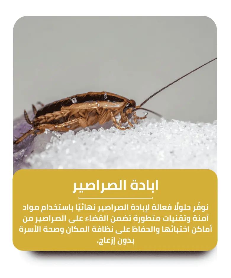 مكافحة الصراصير