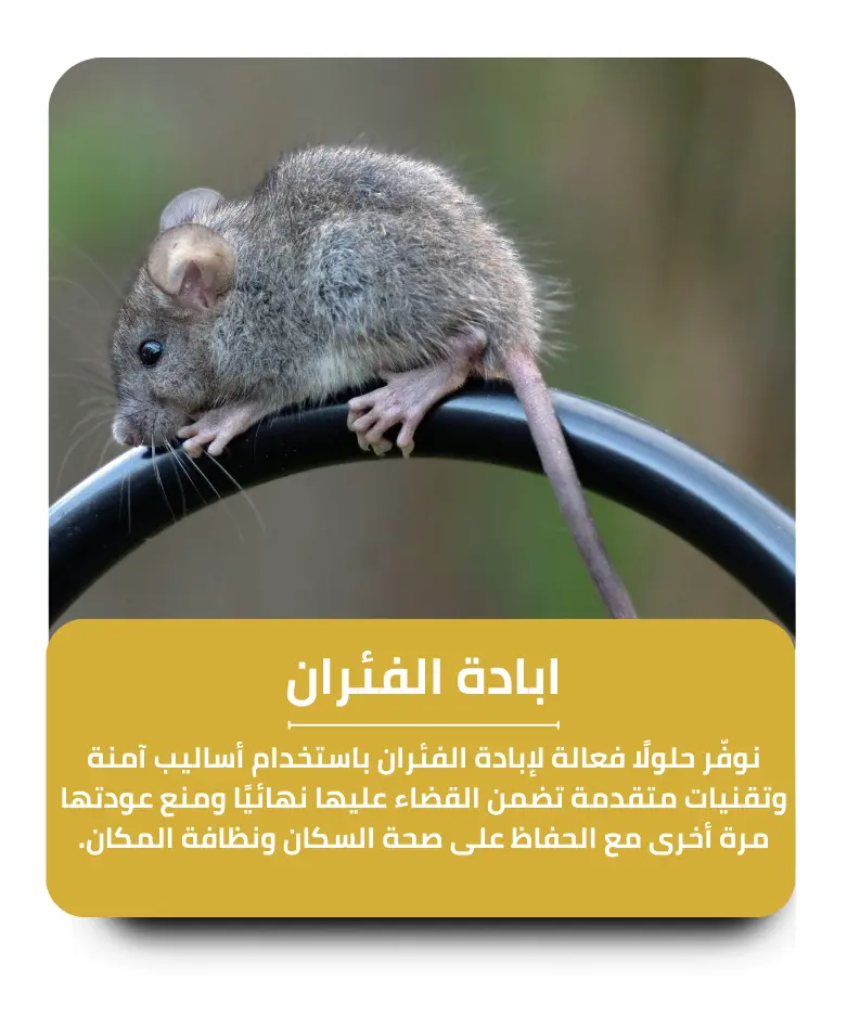 مكافحة الفئران