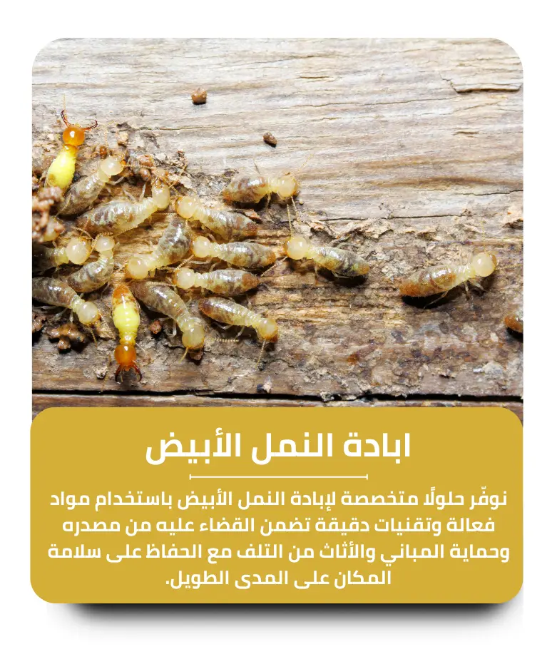 مكافحة النمل الأبيض