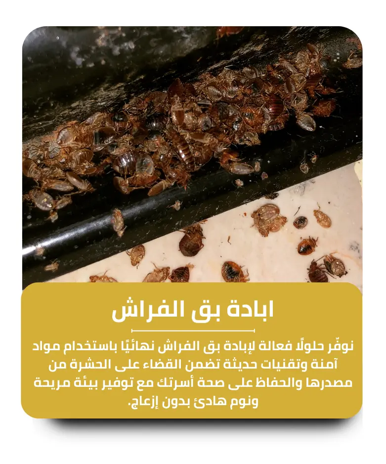 مكافحة بق الفراش