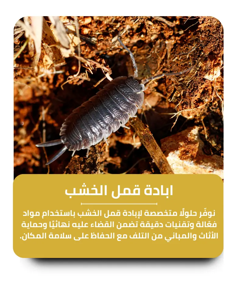 مكافحة قمل الخشب